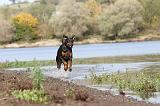 DOBERMANN 498